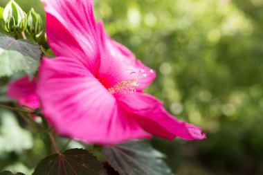 Doğadaki güzel kırmızı çiçek. Doğadaki parkta.