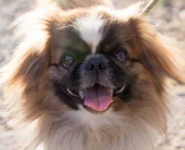 Doğadaki köpek. Doğadaki parkta.