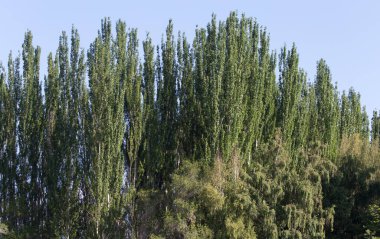 Doğada uzun kavak kuşları. Doğadaki parkta.