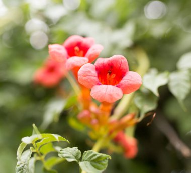 Doğadaki güzel kırmızı çiçek. Doğadaki parkta.