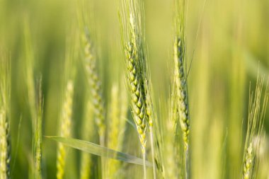 Doğada buğday kulakları. Doğadaki parkta.