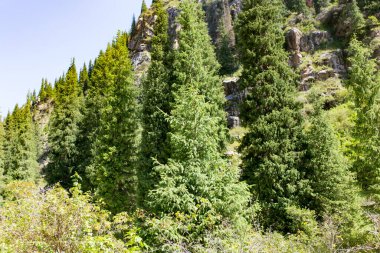 Yazın dağlarda güzel bir Noel ağacı .
