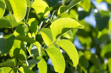 Ceviz yaprakları doğada. Doğadaki parkta.