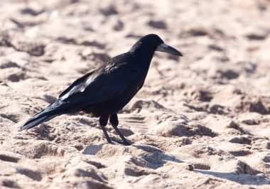 Kumda siyah karga. Doğadaki parkta.