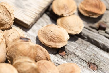 Arkaplan olarak kayısıdan fındık. Doğadaki parkta.