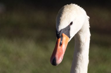 Hayvanat bahçesindeki beyaz kuğu. Doğadaki parkta.