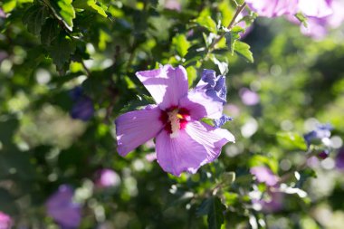 Doğadaki güzel pembe çiçek. Doğadaki parkta.