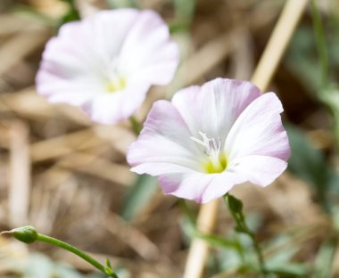 Doğadaki güzel beyaz çiçek. Doğadaki parkta.