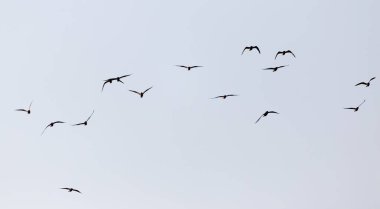 Gün batımında gökyüzünde bir martı sürüsü .