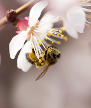 Doğadaki bir çiçeğin üzerindeki arı. makro .