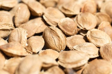 Arkaplan olarak kayısıdan fındık. Doğadaki parkta.