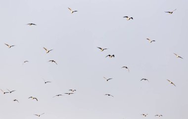 Gün batımında gökyüzünde bir martı sürüsü .