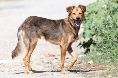 Doğadaki köpek. Doğadaki parkta.