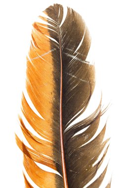 Beyaz arka planda güzel bir tüy. Fotoğraflar stüdyoda.