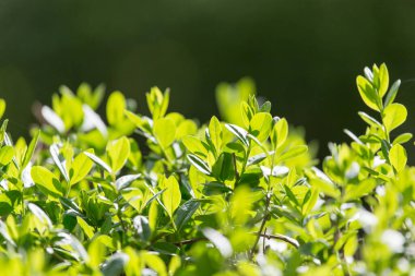 İlkbaharda bir çalılıkta genç yapraklar .