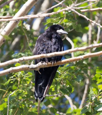 Kara kargalar doğada bir ağaçta .