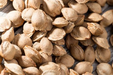 Arkaplan olarak kayısıdan fındık. Doğadaki parkta.