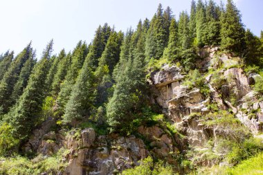 Yazın dağlarda güzel bir Noel ağacı .