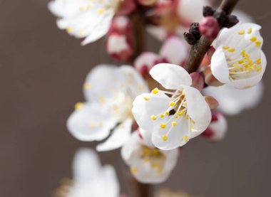 Kayısı çiçekleri doğada bir ağaçta .