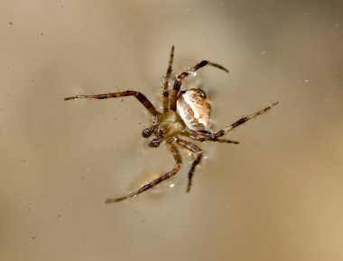 Su yüzeyindeki örümcek. Makro. Doğadaki parkta.