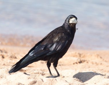 Kumda siyah karga. Doğadaki parkta.