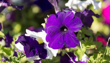 Doğadaki güzel mavi çiçek. Doğadaki parkta.