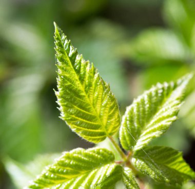 Ahududulu yeşil yapraklar. Doğadaki parkta.