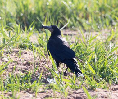 Çimenlerdeki siyah karga doğada .