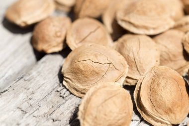 Arkaplan olarak kayısıdan fındık. Doğadaki parkta.