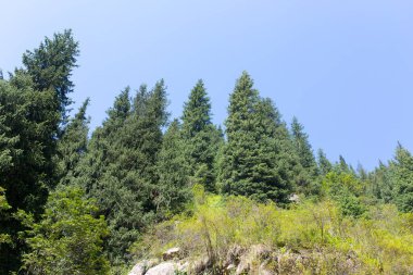 Yazın dağlarda güzel bir Noel ağacı .