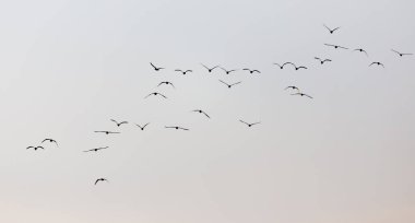 Gün batımında gökyüzünde bir martı sürüsü .