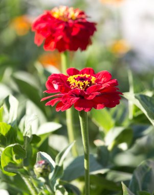 Doğadaki güzel kırmızı çiçek. Doğadaki parkta.