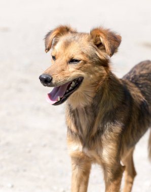 Doğadaki köpek. Doğadaki parkta.