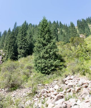 Yazın dağlarda güzel bir Noel ağacı .