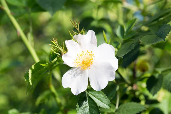 Piękny Biały Kwiat Drzewie Przyrodzie — Zdjęcie stockowe