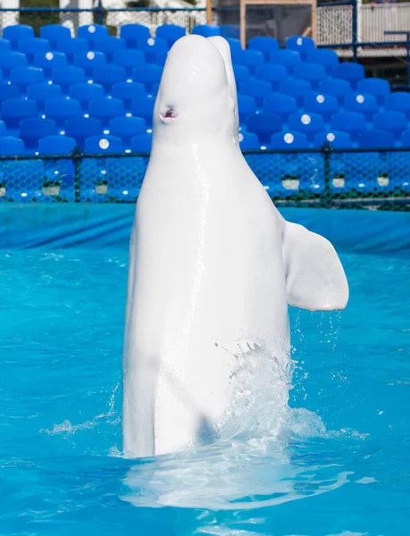 Witte Dolfijn Het Zwembad Het Park Natuur — Stockfoto