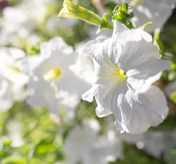 Belle Fleur Blanche Dans Nature Dans Parc Dans Nature — Photo