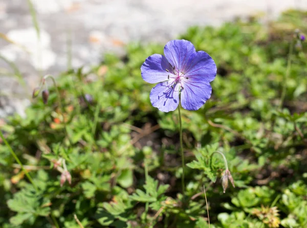 Mooie Blauwe Bloem Natuur Het Park Natuur — Stockfoto