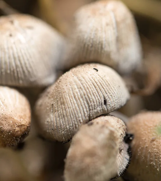 自然界中不可食用的蘑菇 演播室的照片 — 图库照片