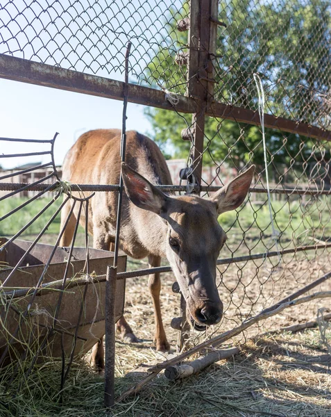 Veado Atrás Uma Cerca Zoológico Parque Natureza — Fotografia de Stock