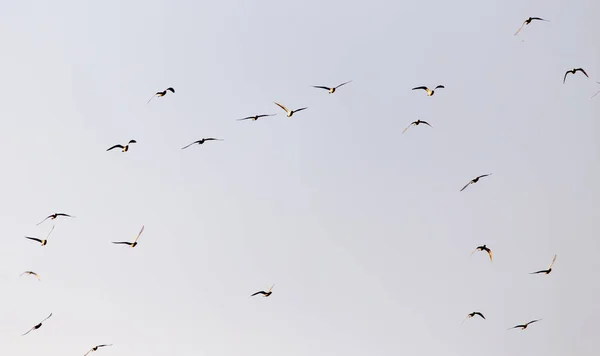 Flock Måsar Himlen Vid Solnedgången — Stockfoto