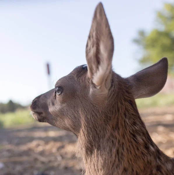 動物園の鹿 自然公園で — ストック写真