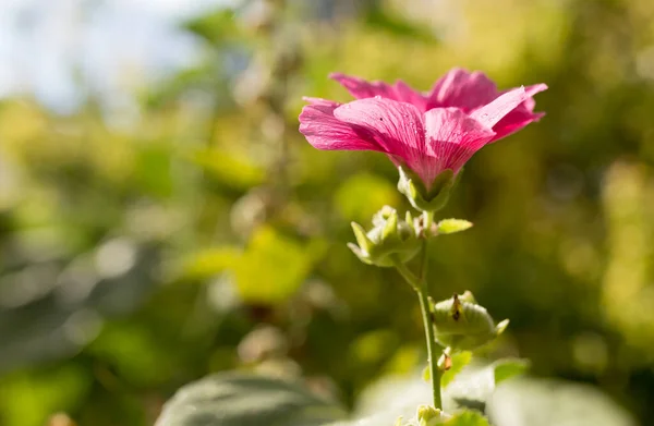 Mooie Rode Bloem Natuur Het Park Natuur — Stockfoto