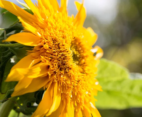 Piękny Żółty Kwiat Słonecznika Łonie Natury — Zdjęcie stockowe