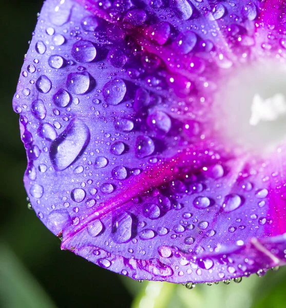 Kapky Vody Modrý Květ — Stock fotografie