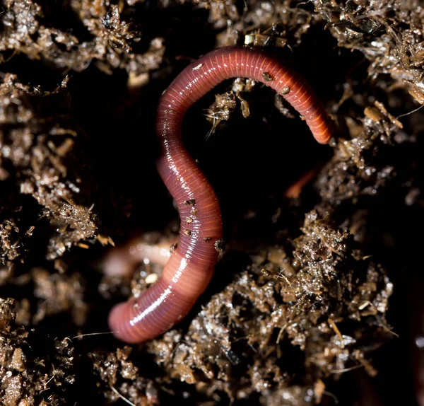 Kırmızı Solucan Gübresi Makro Doğadaki Parkta — Stok fotoğraf