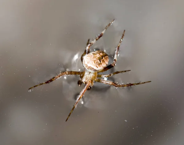 Hämähäkki Veden Pinnalla Makro Puistossa Luonnossa — kuvapankkivalokuva