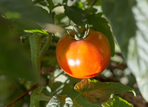 Tomate Rojo Jardín Parque Naturaleza — Foto de Stock