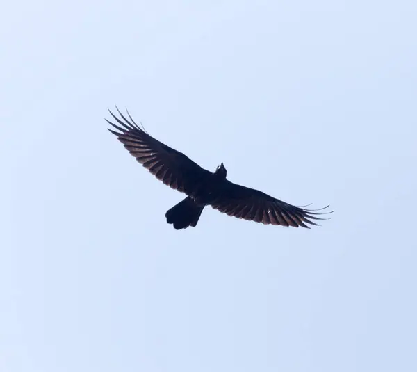 黑鸦在蓝天的映衬下飞翔 — 图库照片