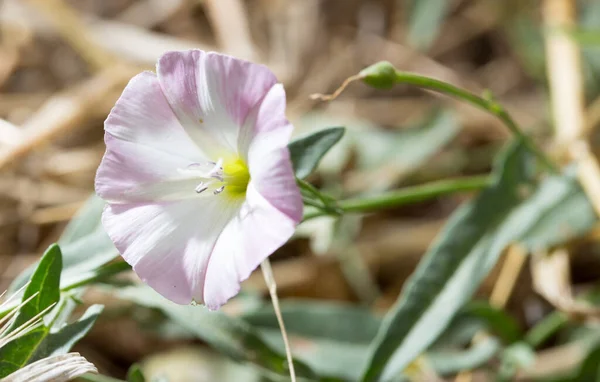 Mooie Witte Bloem Natuur Het Park Natuur — Stockfoto